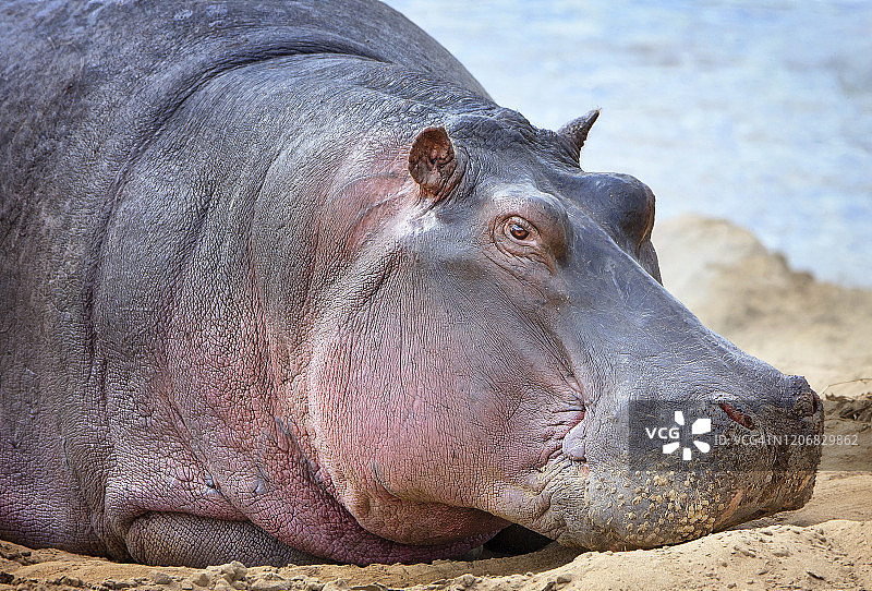 沙滩上放松的大河马的可爱特写图片素材