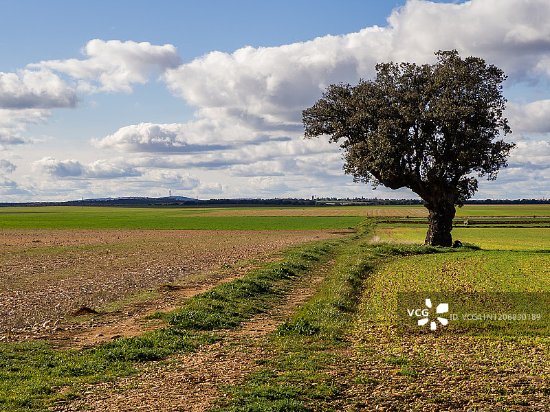 田野中的圣栎树风光图片素材