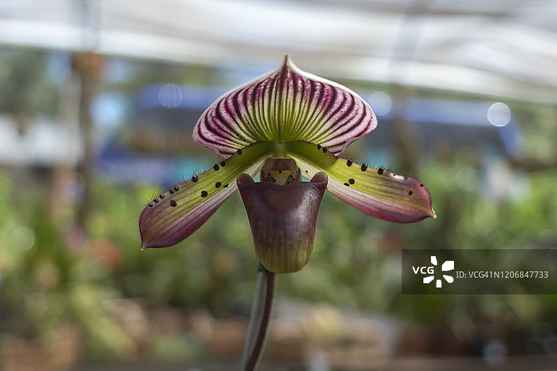 兜兰：一种属于兰科的植物属，来自亚洲的陆生兰花图片素材