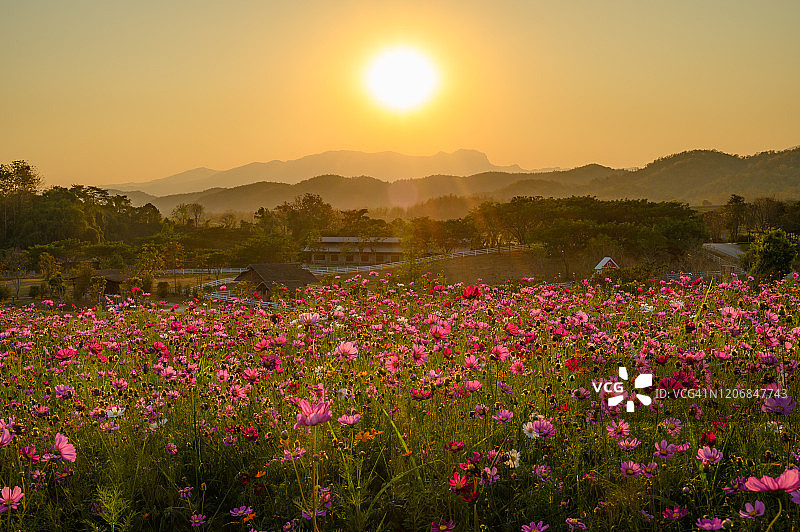 泰国清莱府的 Cosmos 花田上的美丽日落图片素材