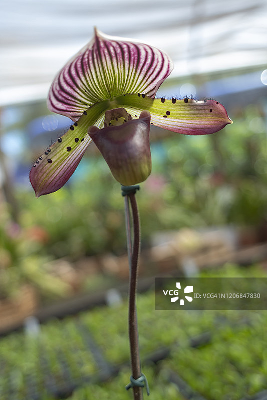 兜兰：一种属于兰科的植物属，来自亚洲的陆生兰花图片素材