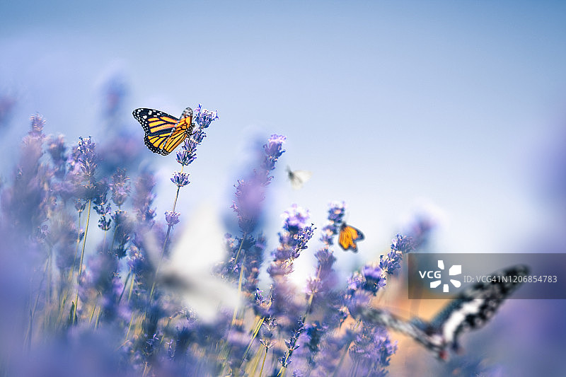 薰衣草田与蝴蝶图片素材