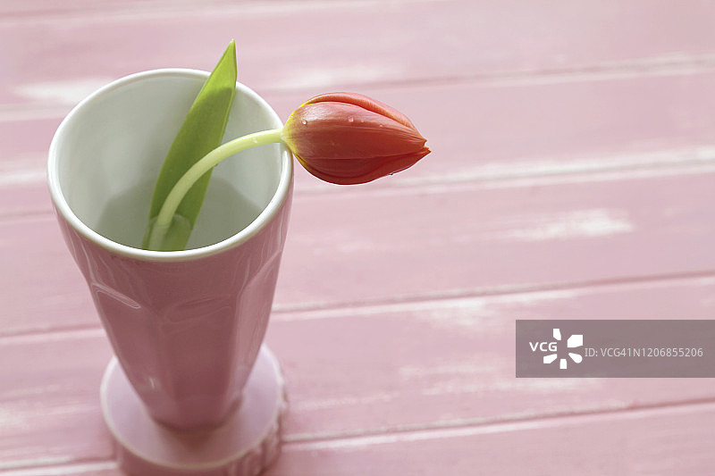 花瓶中的郁金香图片素材