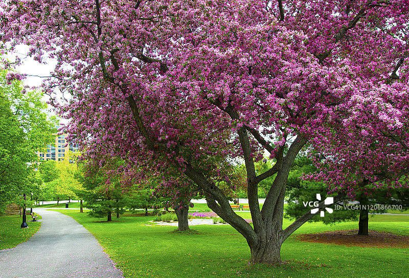 加拿大渥太华城市公园的春 Blossom树图片素材