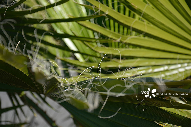 加利福尼亚扇形棕榈树细节图片素材