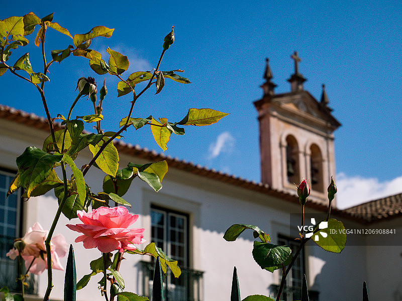 阿威罗加尔默罗会修道院的玫瑰灌木丛细节图片素材