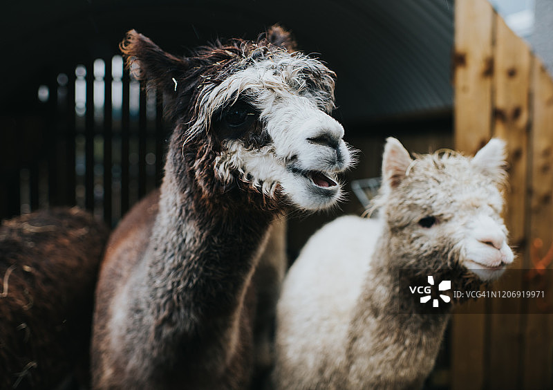 微笑的羊驼图片素材