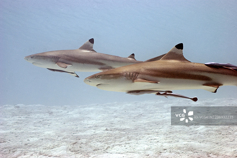 黑鳍鲨图片素材