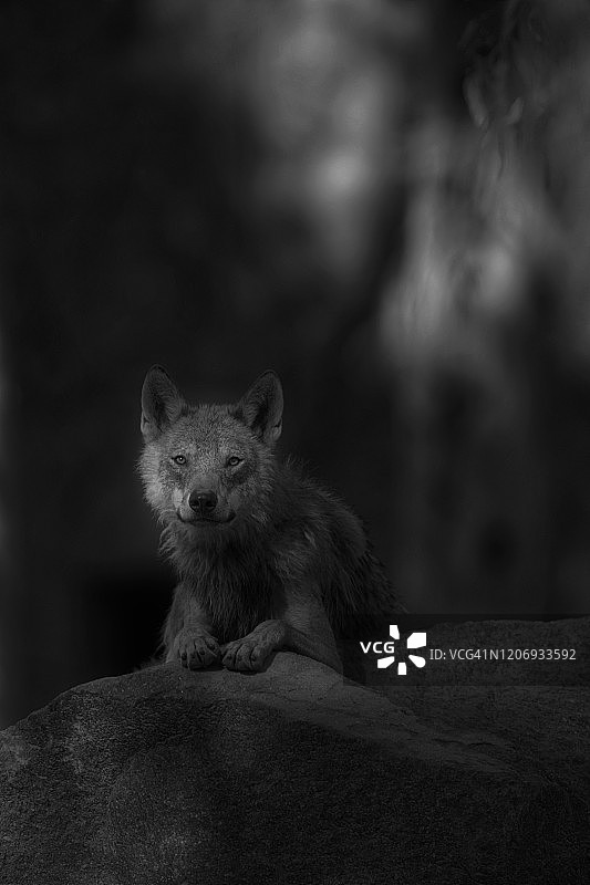 灰狼黑白照图片素材