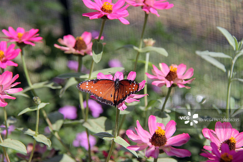 帝王斑蝶图片素材