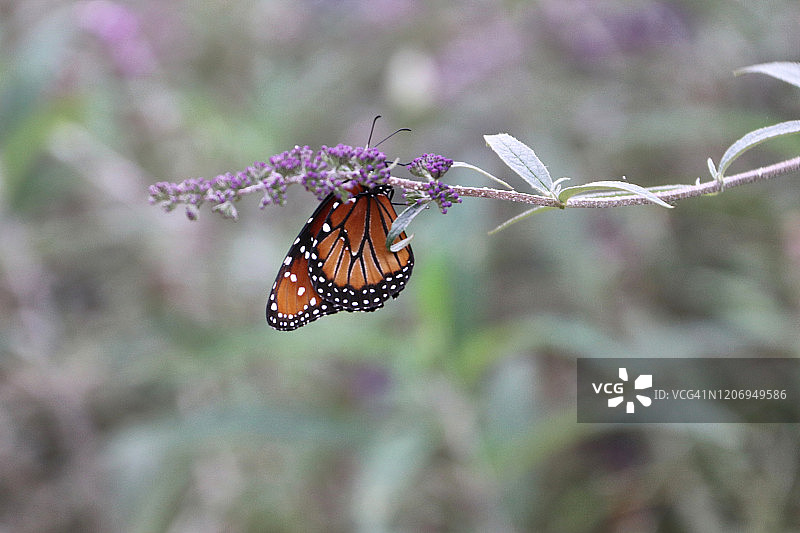 帝王斑蝶图片素材