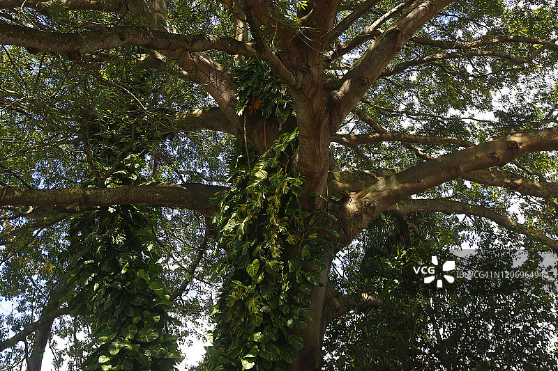 巴西帕拉州亚马逊地区的巨树图片素材