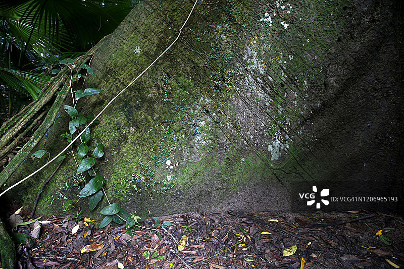 巴西亚马逊地区的巨树树干图片素材