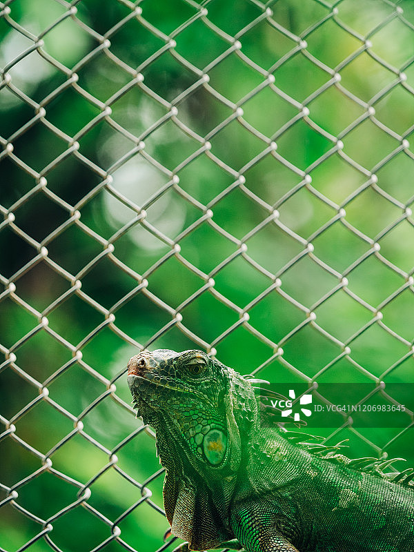 围栏背景上的绿色鬣蜥肖像图片素材