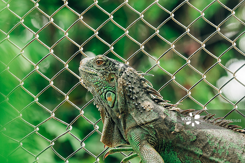 围栏背景上的绿色鬣蜥肖像图片素材