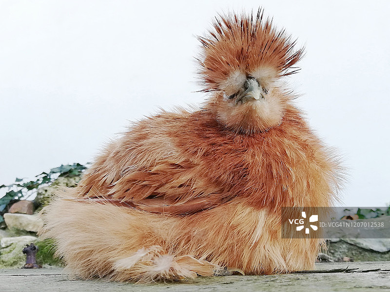 丝毛鸡（日本母鸡）图片素材