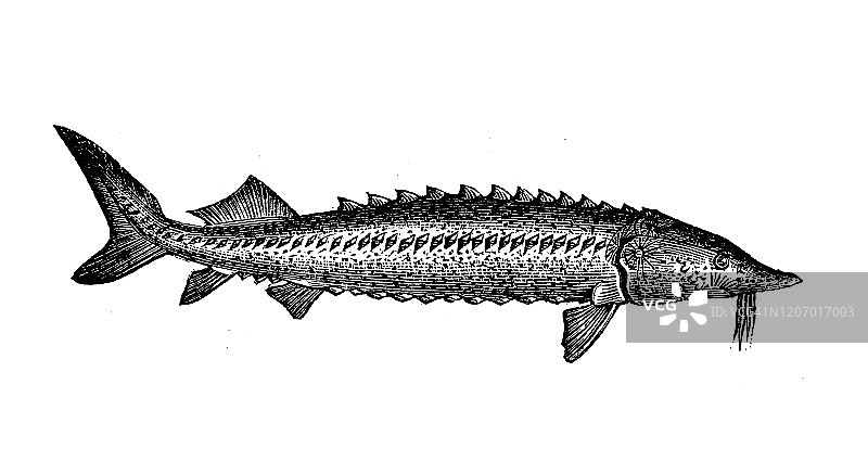 古董动物插图：欧洲鳇图片素材