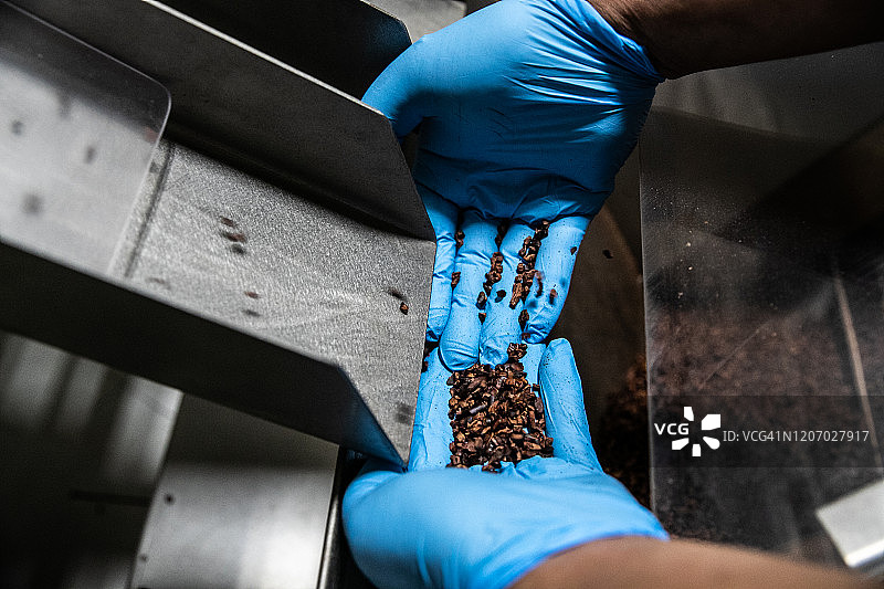 生产线上的可可豆图片素材