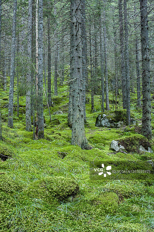 罗马尼亚特兰西瓦尼亚的春季森林图片素材