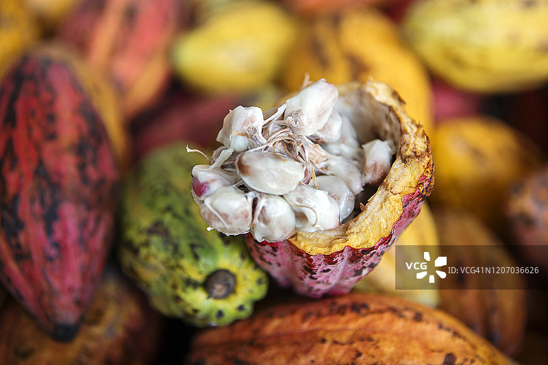 可可豆荚图片素材