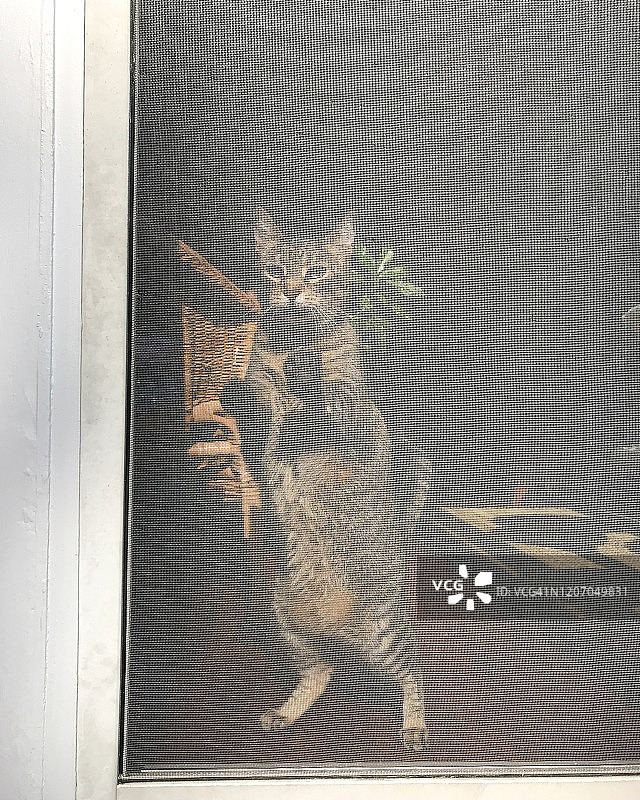 有趣的虎斑猫站在纱门前的景象图片素材