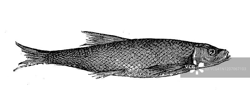 大西洋鲱鱼古董动物插画图片素材