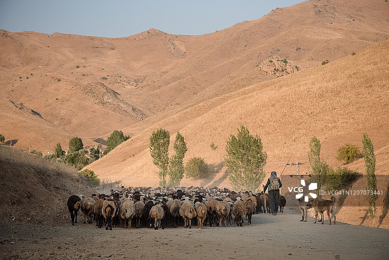 库尔德斯坦省的牧羊人和羊群图片素材