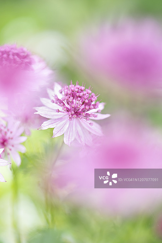 美丽的星芹柔焦特写，又名大星芹或哈蒂的顶针图片素材