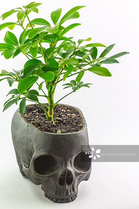 骷髅盆中的鹅掌柴盆栽图片素材