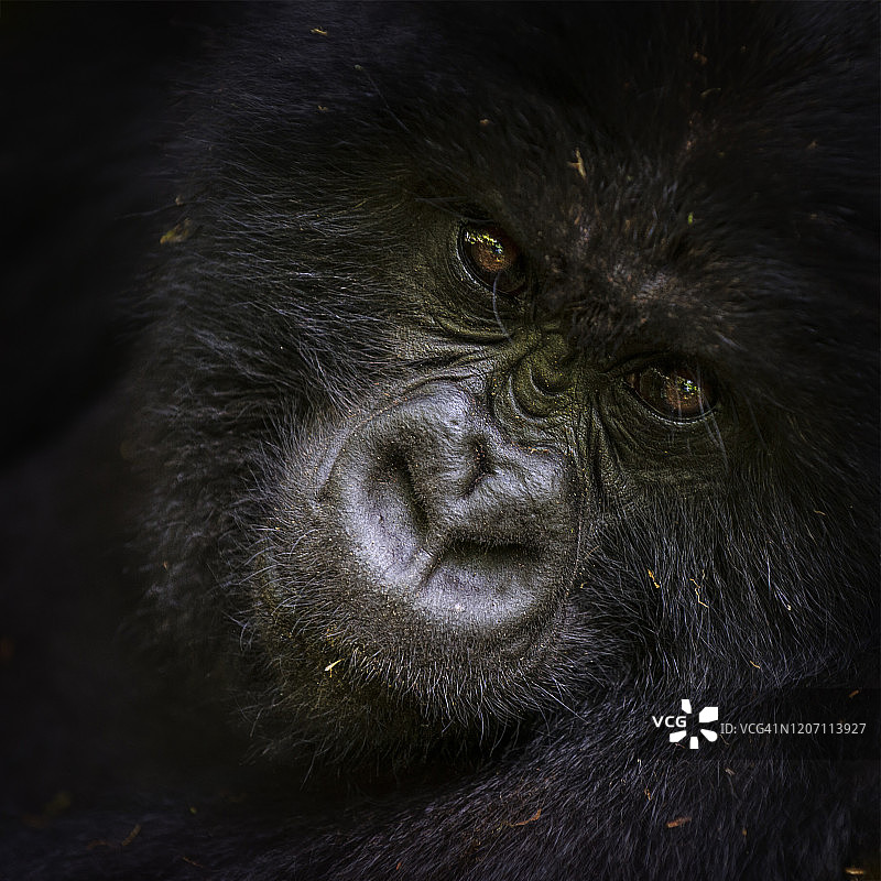 卢旺达山地大猩猩面部特写镜头图片素材