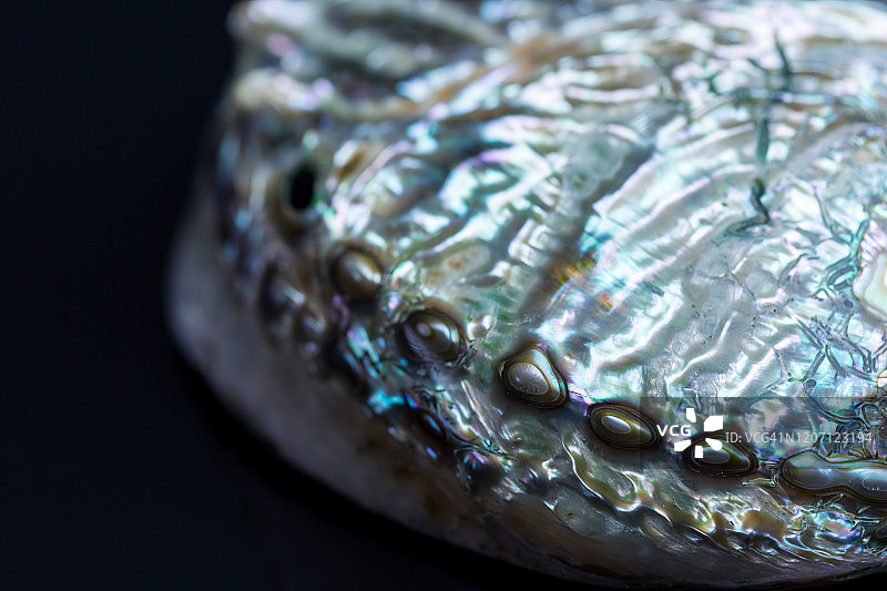 鲍鱼壳特写图片素材