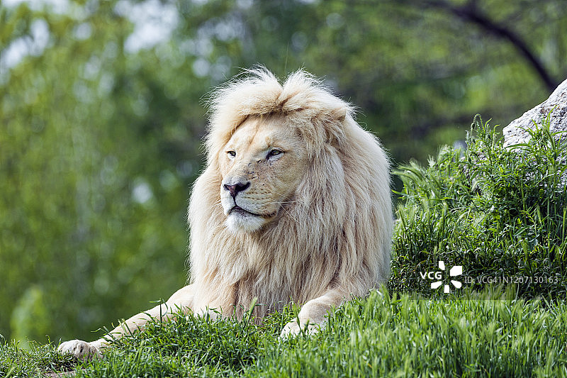 草地上的白色狮子图片素材