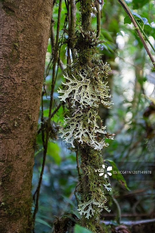 浮苔科植物，哥伦比亚贝尔米拉自然保护区高山草甸附近图片素材