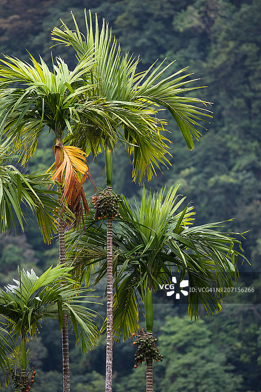 马提尼克巴拉塔的棕榈树图片素材