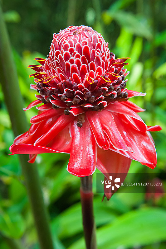 火炬姜花(Etlingera elatior)，巴拉塔，马提尼克图片素材