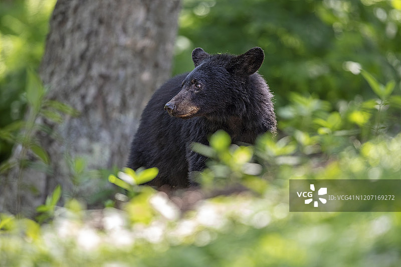 林地居民图片素材