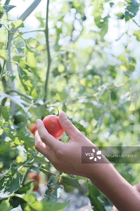 采摘番茄图片素材