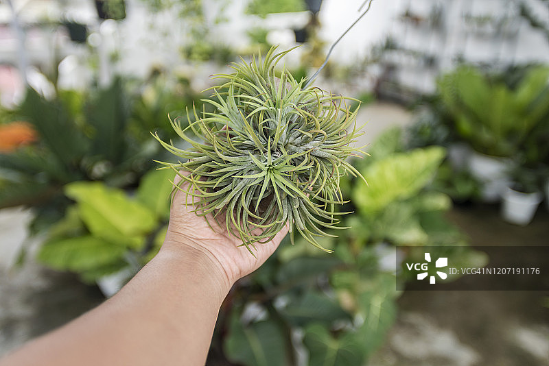 手持空气凤梨的主观视角图片素材