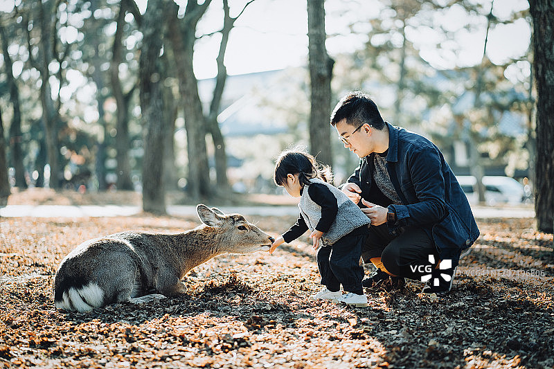快乐的亚洲小女孩和她的父亲在日本奈良公园喂野鹿，感受阳光的温暖图片素材