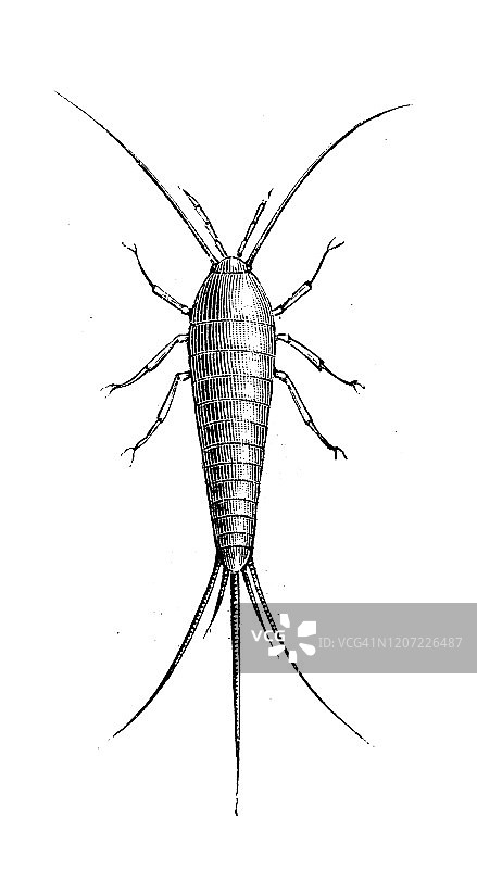 银鱼（Lepisma saccharina）古董动物插画图片素材