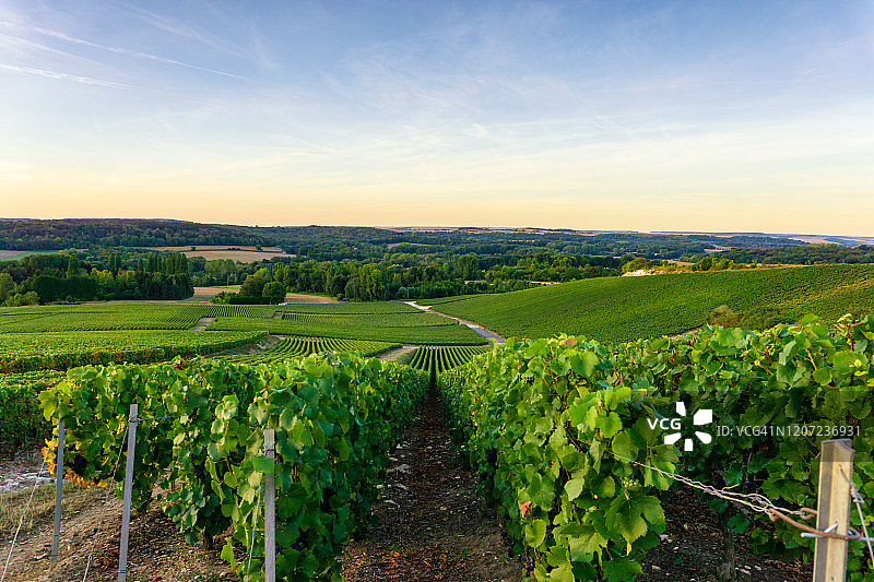 列葡萄藤葡萄在香槟葡萄园的蒙特尼德兰斯图片素材