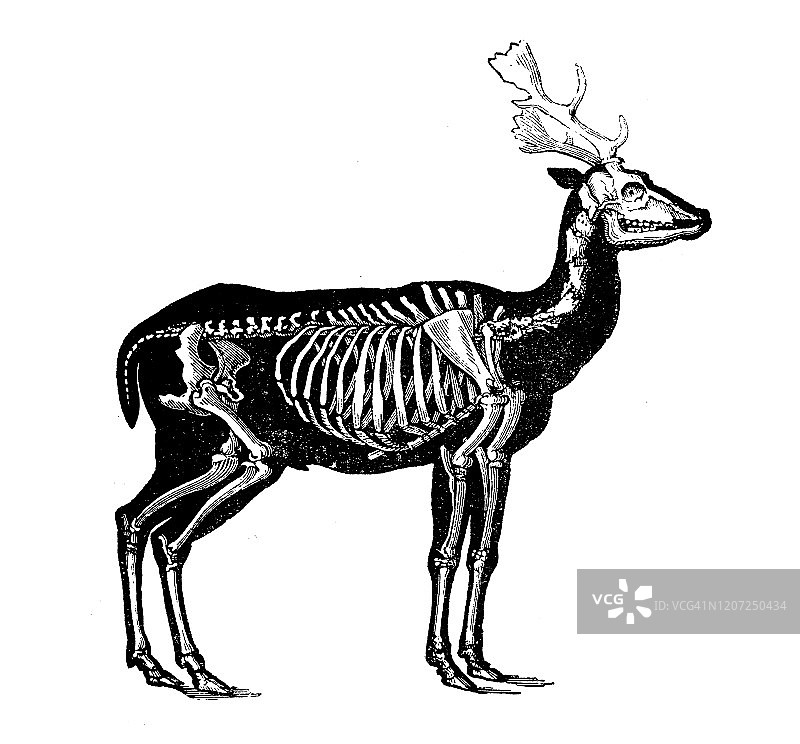仿古动物插图：鹿骨骼图片素材