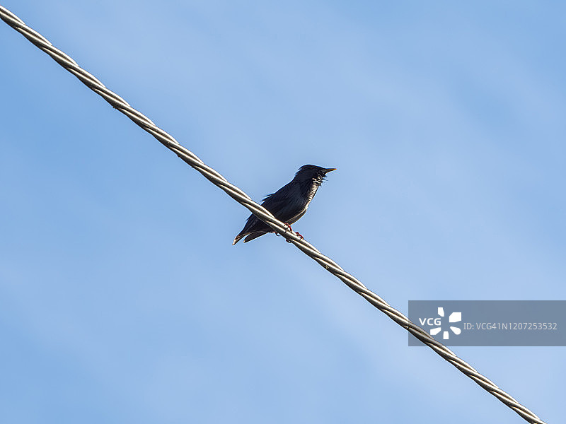 栖息在电缆上的欧洲八哥图片素材