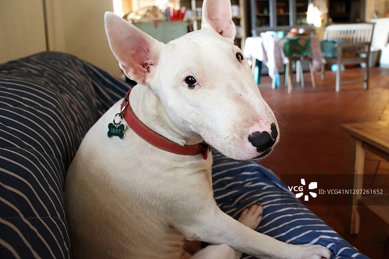 牛头梗图片素材