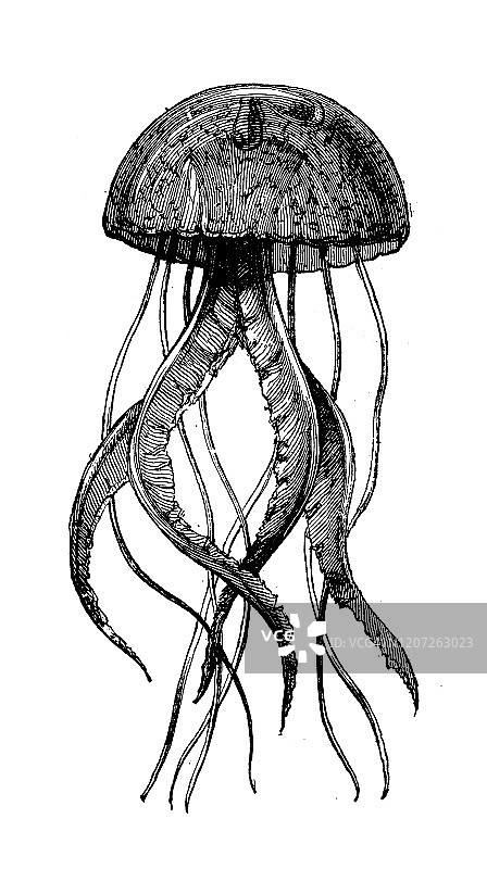 古代动物插画：水母图片素材