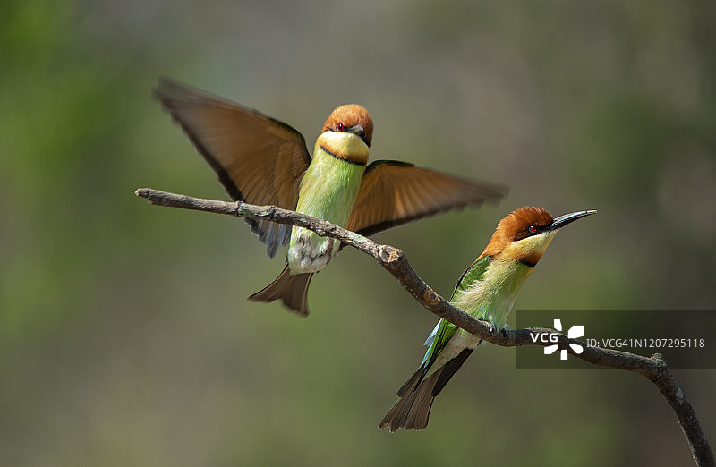 栗头蜂虎或橙头蜂虎图片素材