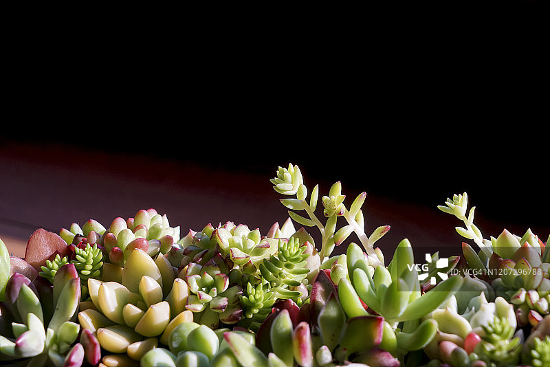 多肉植物的特写照片图片素材