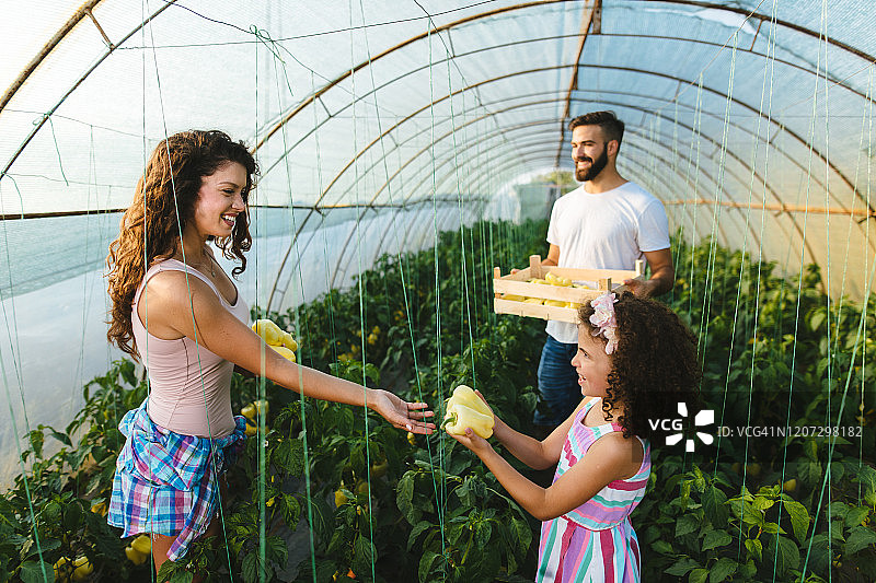 年轻家庭在温室里采摘辣椒图片素材