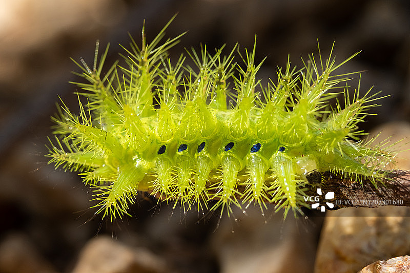 绿色蠕虫图片素材