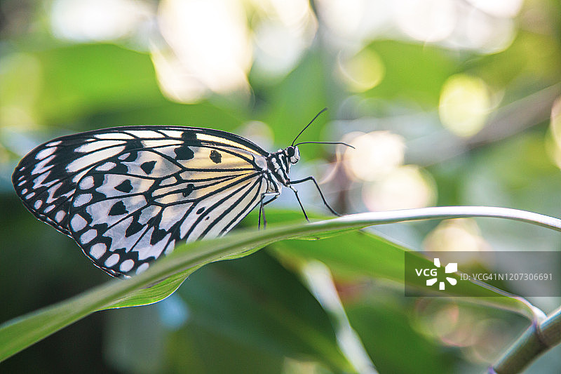 绿叶上的树 nymph 凤蝶图片素材